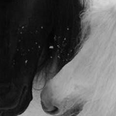 steed