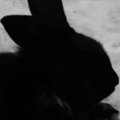 bunny
