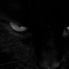 house cat